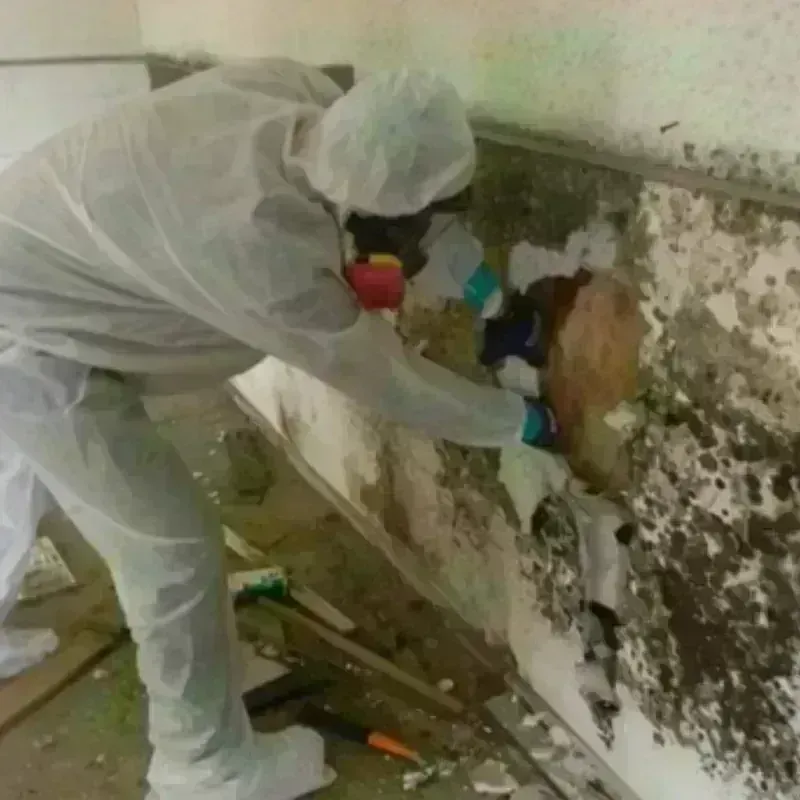 Mold Remediation and Removal in Lincoln Park, NY